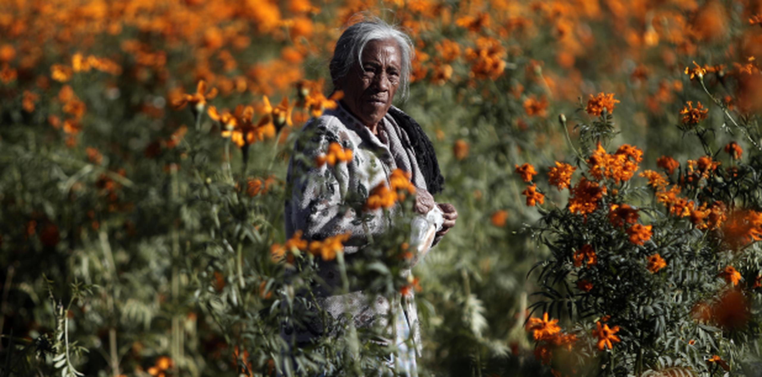 Un campesino recolectaba flores de cempasúchilt, flor tradicional para la celebración del “Día de los Muertos”. (EFE)