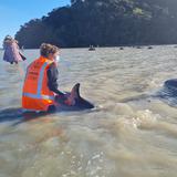 Rescatados ocho delfines que habían quedado varados en una playa de Nueva Zelanda 