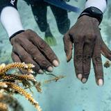 Corales y peces tropicales están reapareciendo en Jamaica