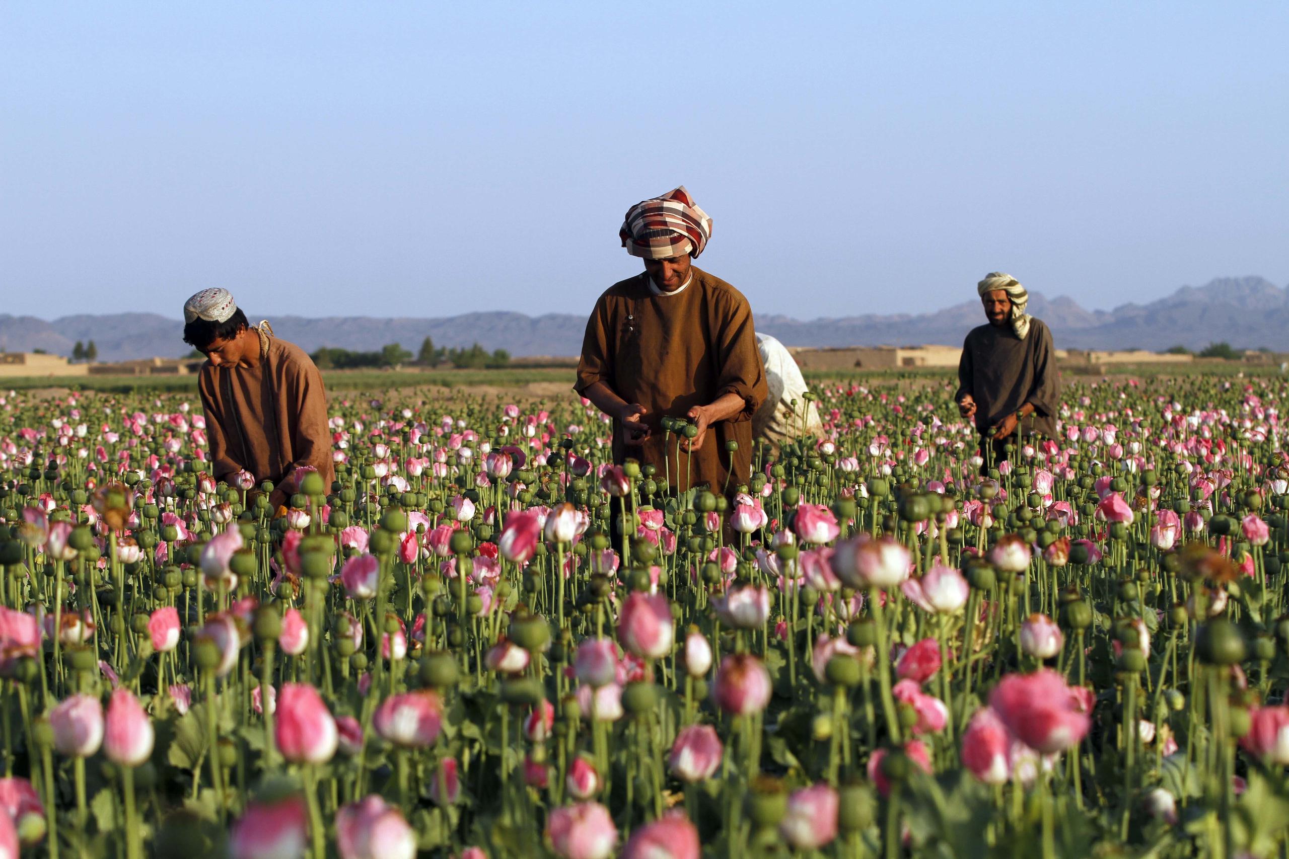 Antes de la invasión estadounidense, Afganistán había erradicado la producción de opio; hoy día genera entre $1,200 y $2,100 millones.