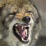 Niño queda en estado crítico tras ataque de coyote en Texas 