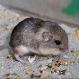 Diminuto ratón gana récord por ser el más longevo del mundo