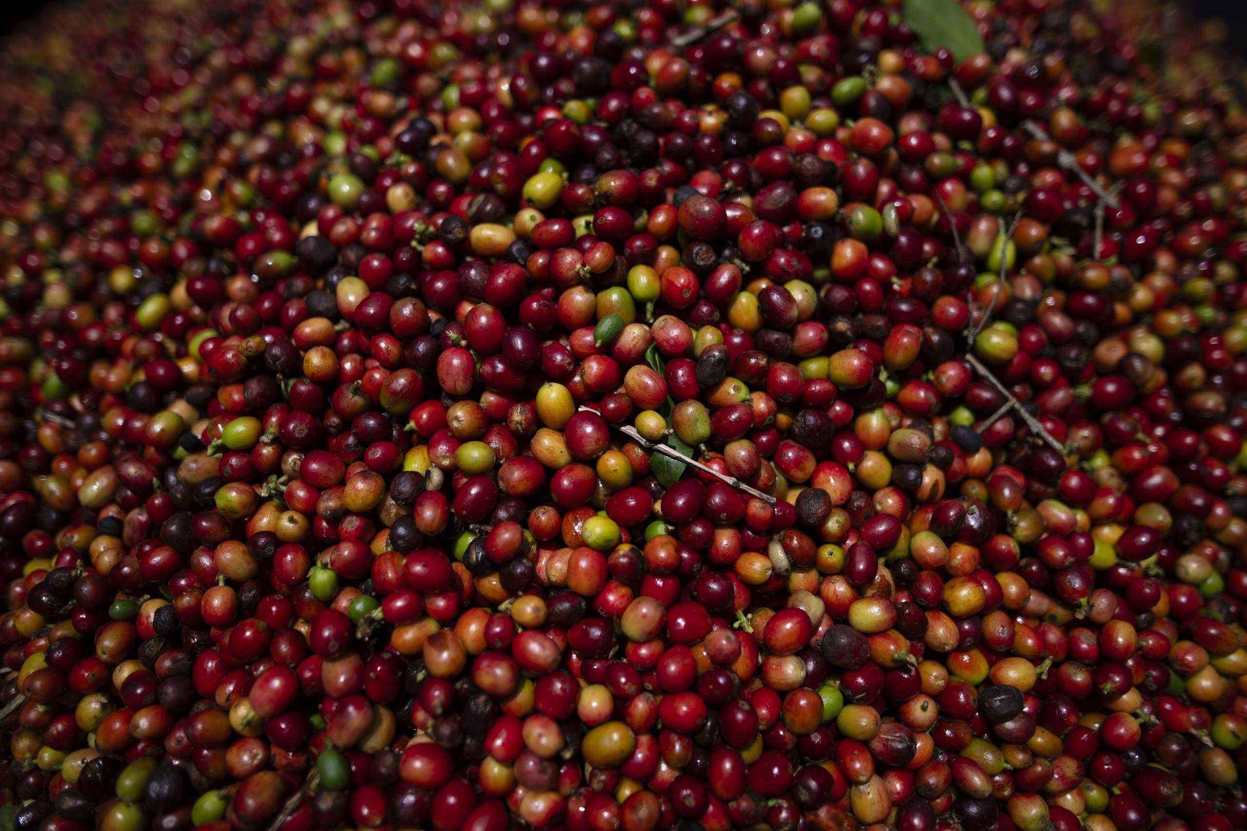 La mano de obra, tan necesaria para el café, especialmente en tiempo de cosecha, escasea en Puerto Rico y es una de los principales problemas que enfrenta la industria.