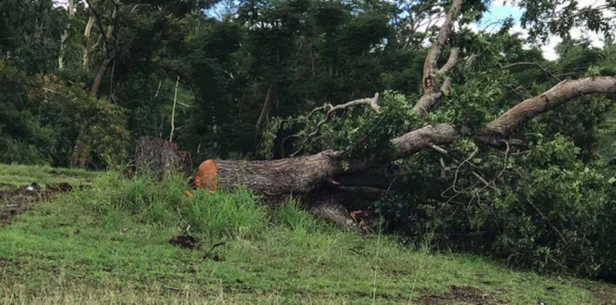 Según la denuncia de Marta Villares, la tala de los árboles fue realizada por la compañía Debris en la carretera PR-30. (Facebook)