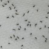 Detectan propagación local de malaria en Florida y Texas