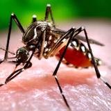 María fumiga los mosquitos del dengue, zika y chikungunya

