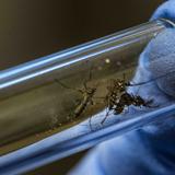 Bayamón intensifica plan para controlar dengue 