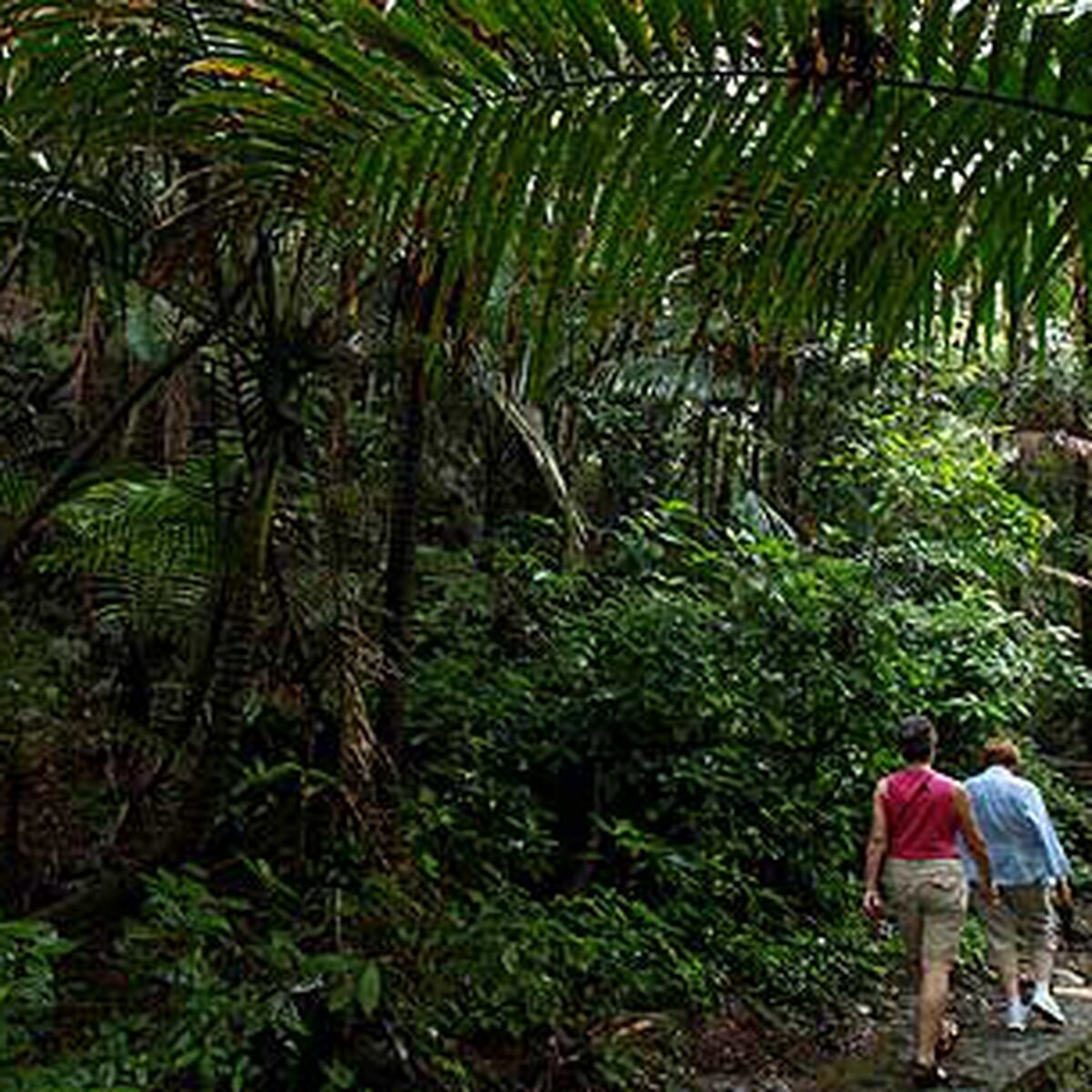 Qué hacer si te pierdes en el bosque Primera Hora