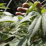 Canadá presenta proyecto de ley para legalizar la marihuana