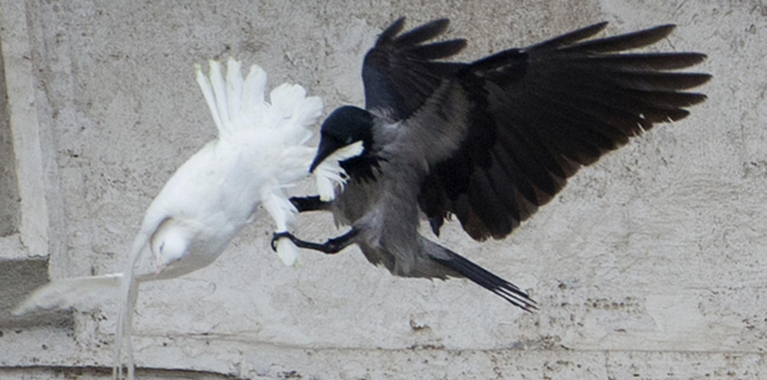 Se desconoce la suerte final de las palomas que lograron escapar volando. (AP/Gregorio Borgia)