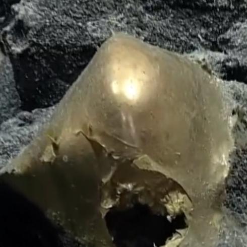 Lo llaman el ‘huevo dorado’: raro hallazgo en las profundidades del mar