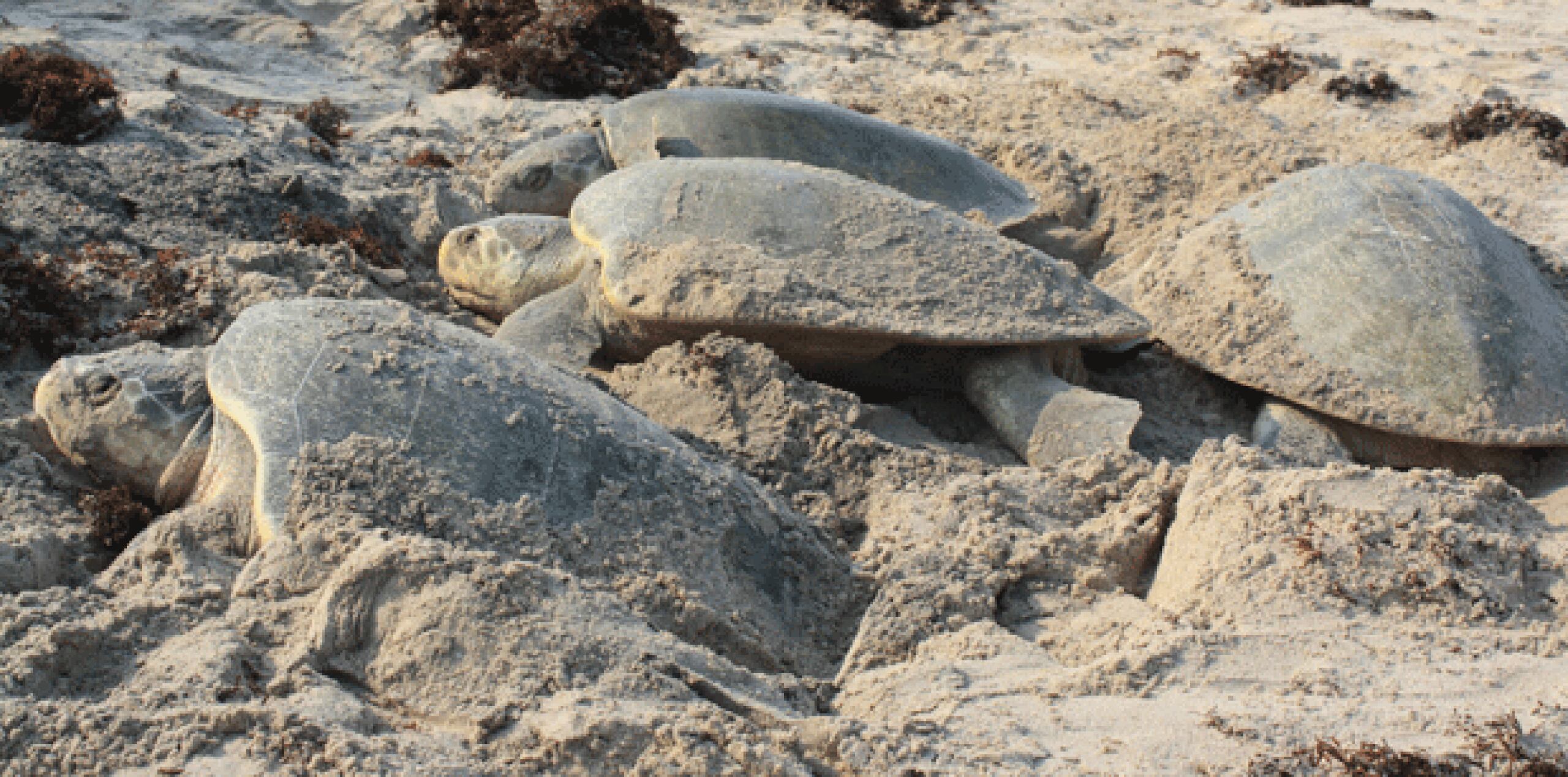 La tortuga Lora anida en playas del Golfo de México desde Luisiana, Estados Unidos, hasta Campeche, siendo las playas de Tamaulipas las favoritas de esta especie en México. (EFE)