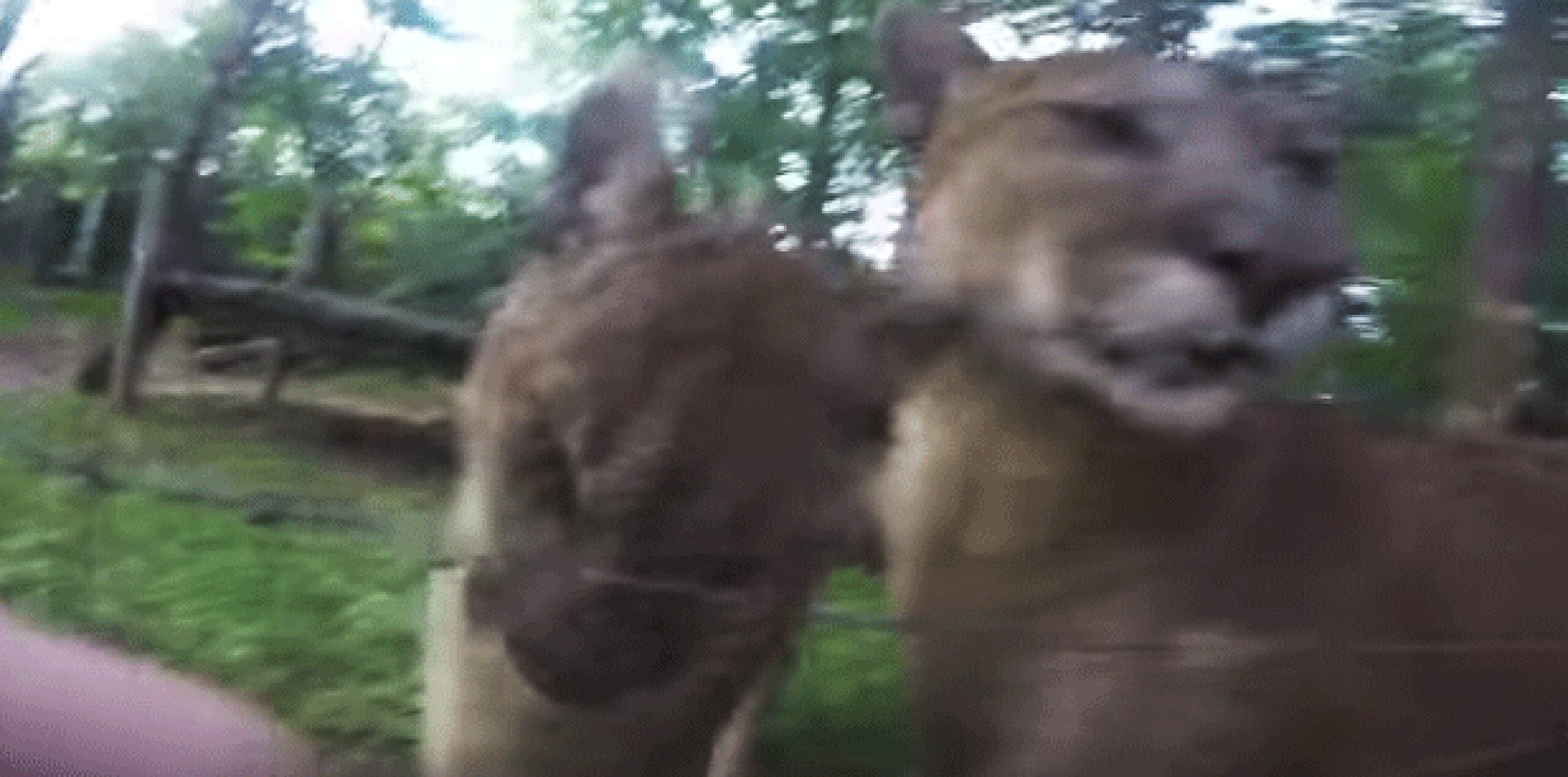 El zoológico y acuario de Columbus indicó que el departamento de policía de Delaware acusó al individuo de intrusión. La portavoz policial Tracy Whited dijo que Joshua Newell, de 35 años, recibió ayer una citación para comparecer ante el tribunal el miércoles. (YouTube)