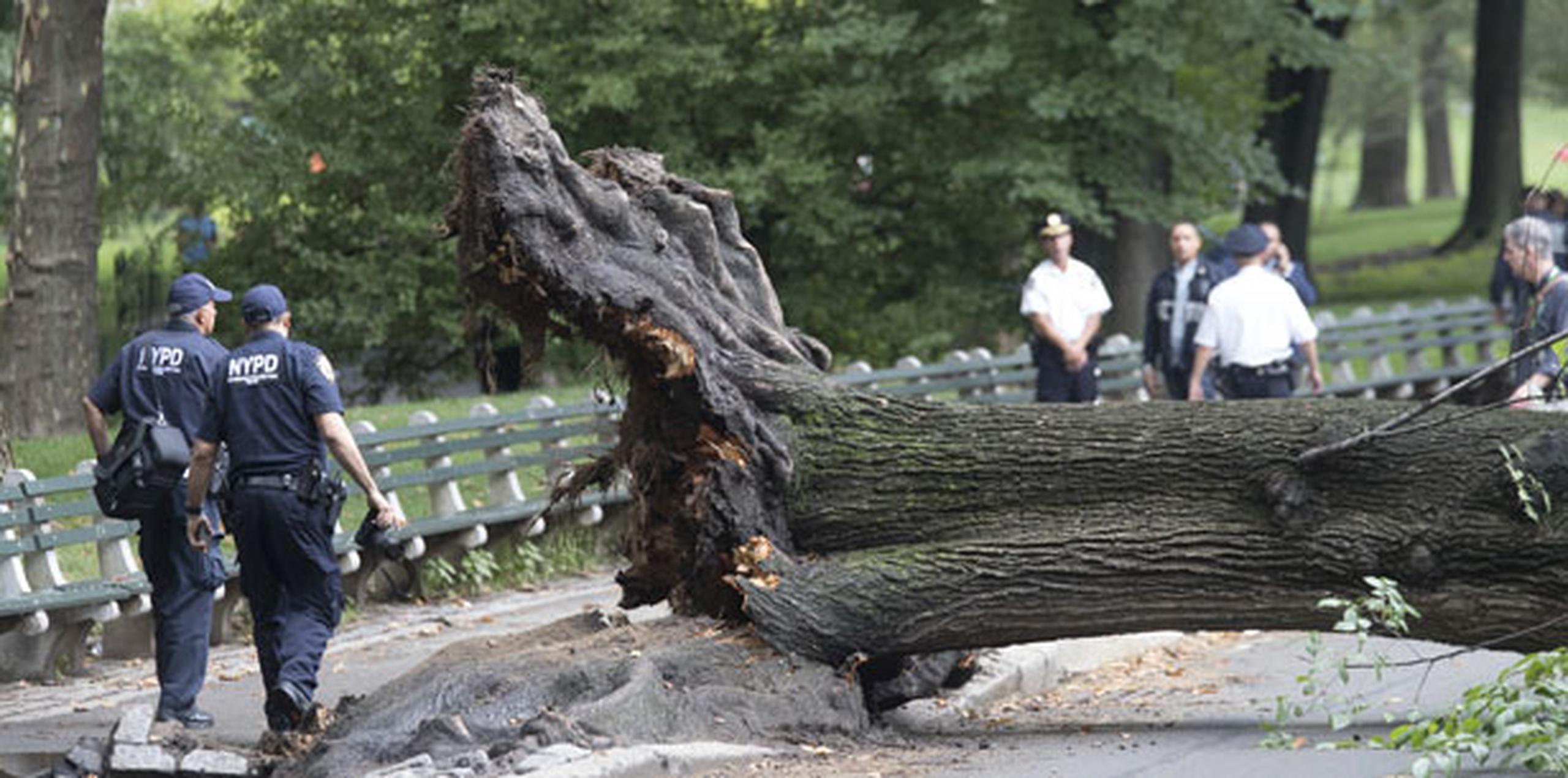 En internet surgieron imágenes del tronco colapsado en el suelo, obstruyendo la vía. (AP)