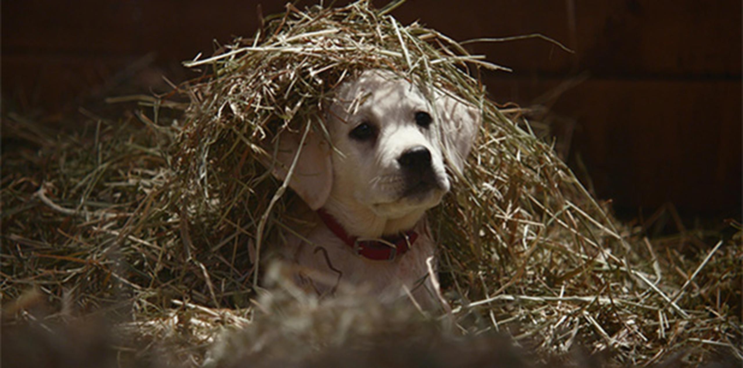 El adorable cachorro de Budweiser regresó este año para su anuncio del Super Bowl.