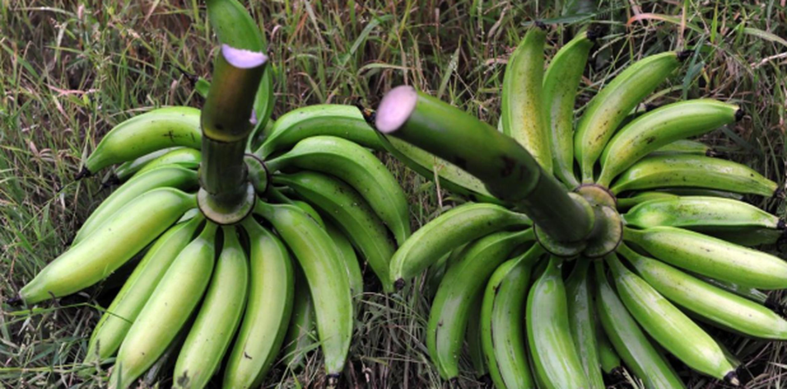 El titular de Agricultura dijo que semanalmente se importan 1,080 cajas de 60 libras de plátanos y guineos desde Costa Rica y Colombia. (Archivo)