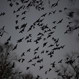México y Centroamérica inician un conteo de murciélagos que busca concienciar 