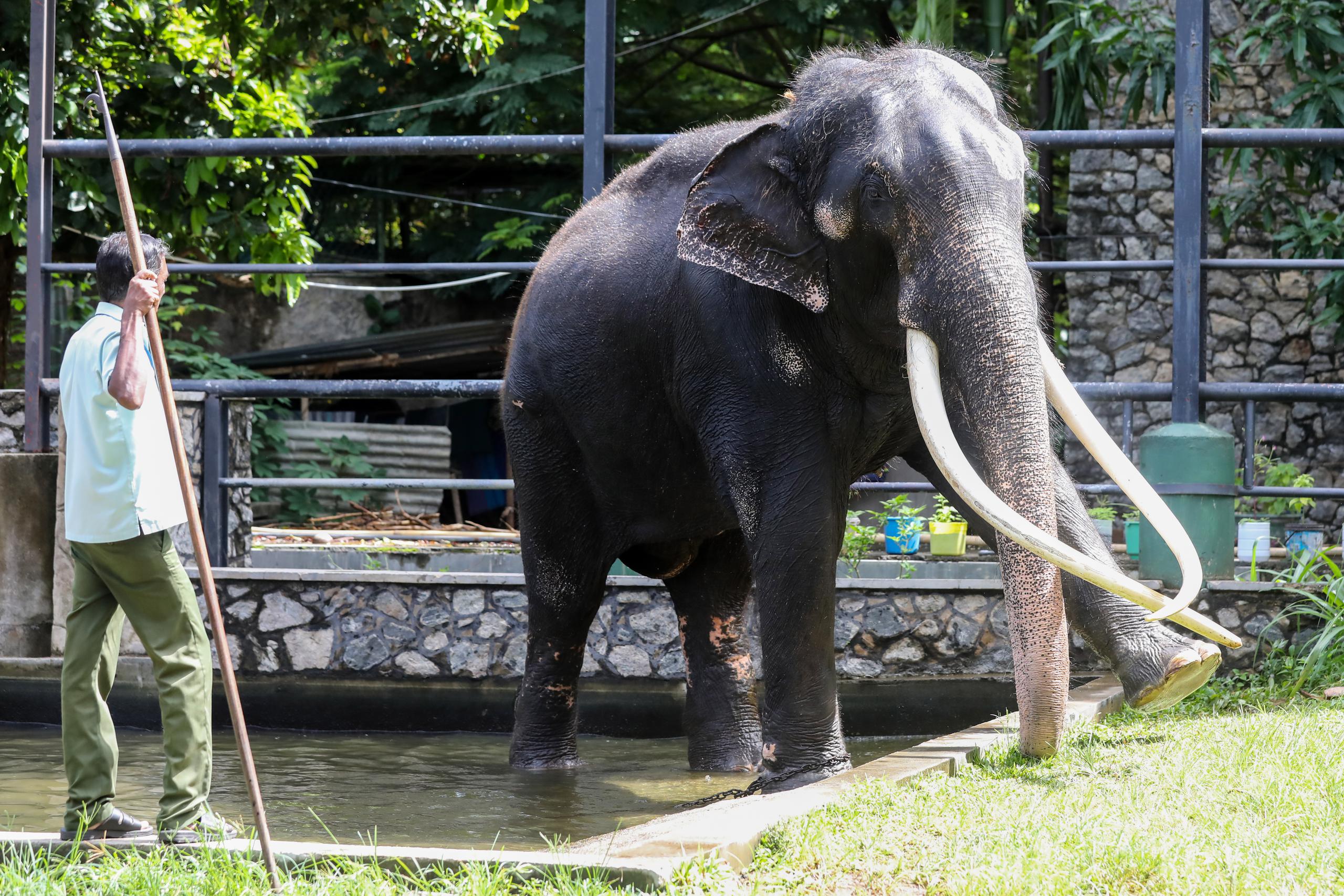 Con menos de 40 mil ejemplares en el mundo, los elefantes asiáticos son una especie en peligro de extinción.