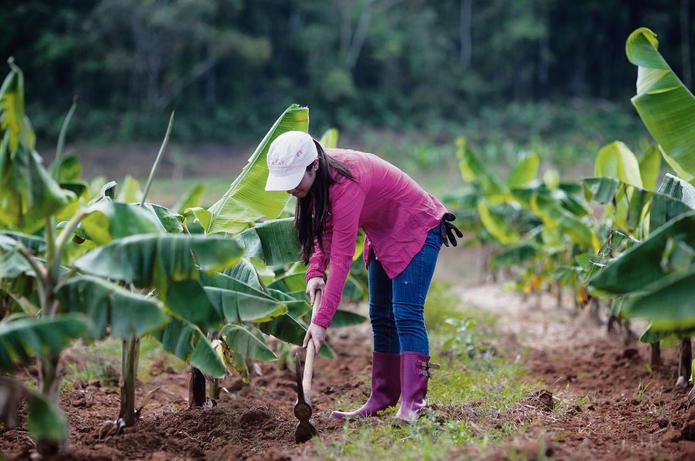 El Censo de 2012 reportó que en Puerto Rico había 1,093 agricultoras, para un 8.30%  del total de 13,159 agricultores. (Archivo)