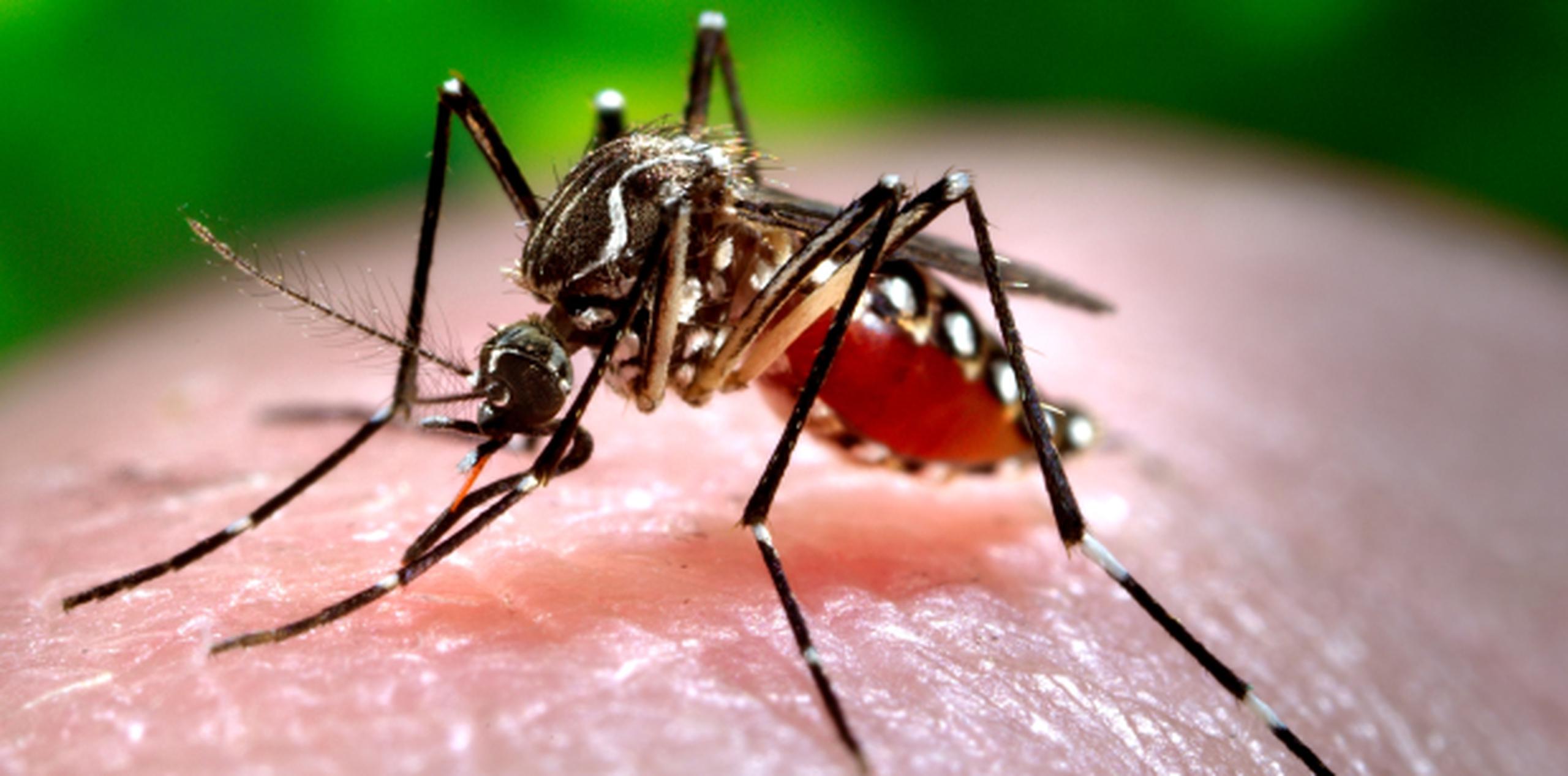 La malaria es una enfermedad contagiada a través de la picada del mosquito del género Anopheles, el cual es endémico en República Dominicana pero no tiene presencia en Puerto Rico, donde fue erradicado para la década del 60. (archivo)