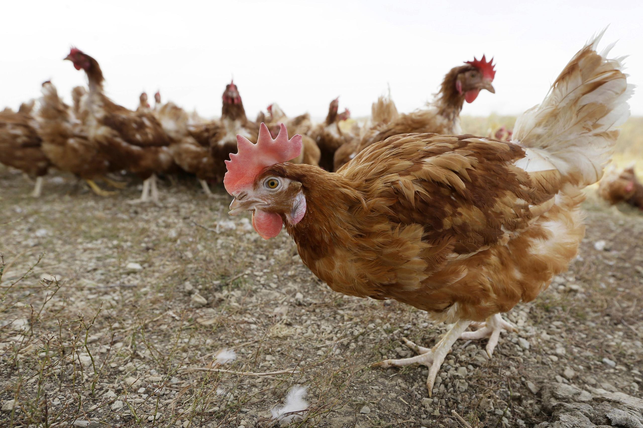 La baja producción del huevo del país, que apenas llega al 20%, hace que sea más difícil conseguirlo. Mientras, EE.UU. trata de recuperarse de la gripe aviar que le afectó desde finales del pasado año.