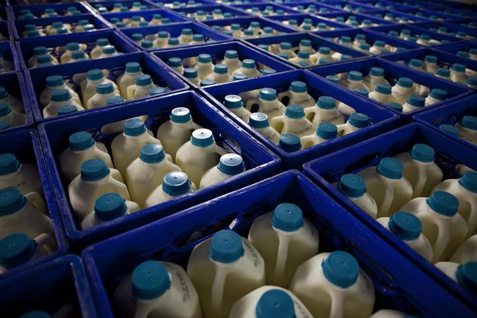 El pasado fin de semana tuvieron que botarse 250,000 litros de leche producida en 80 vaquerías de la isla.