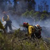 Bomberos atienden más de 200 incendios forestales en lo que va de año