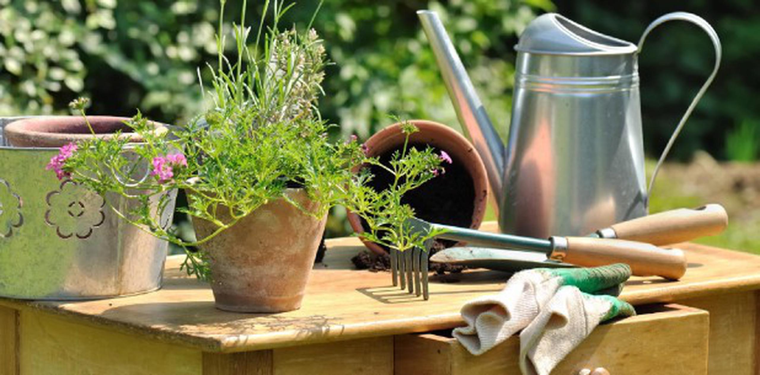 Saber qué plantas comprar  y dónde colocarlas es vital para que sobrevivan en nuestro hogar.