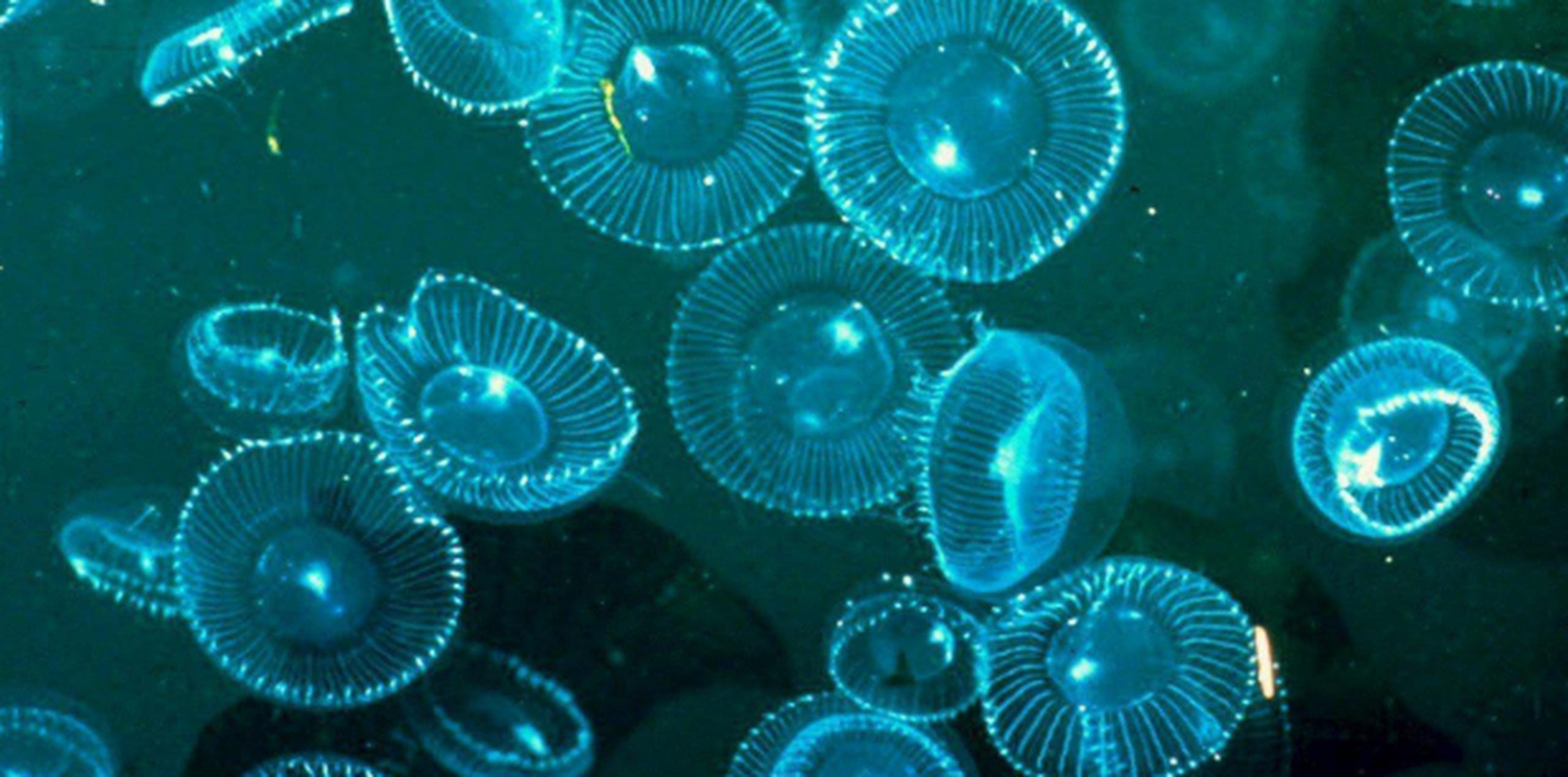 La sobrepesca, que elimina a los principales depredadores marinos, es uno de los factores que están detrás de la proliferación de medusas. (Archivo)
