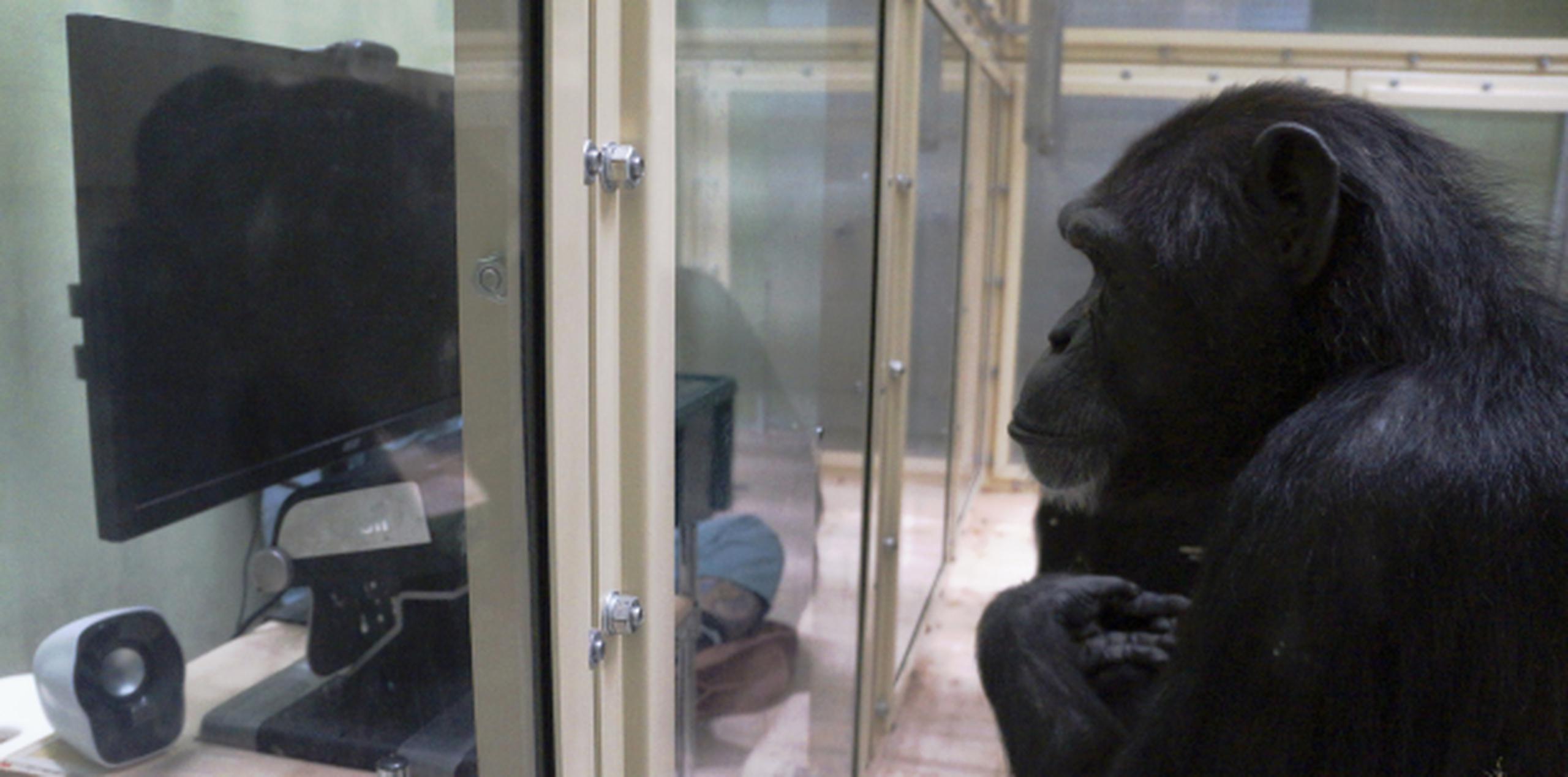 Un estudio internacional dice que los chimpancés, bonobos y orangutanes tienen esa capacidad, incluso cuando saben que el otro punto de vista está completamente equivocado. (Prensa Asociada)