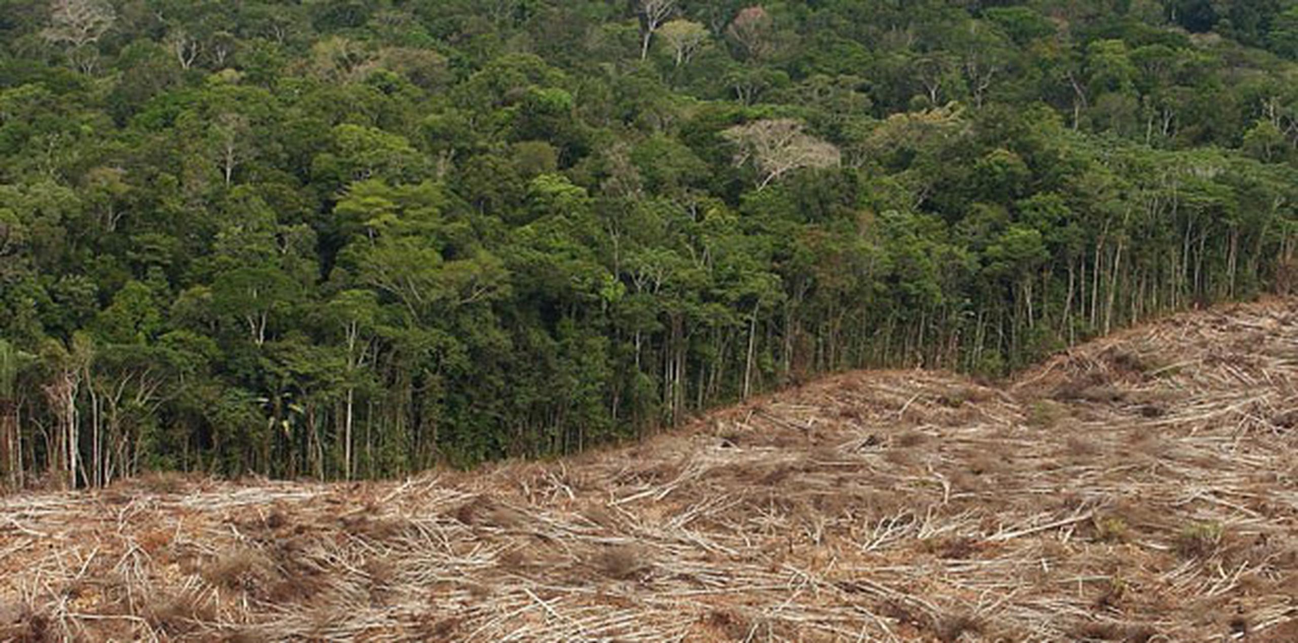 La destrucción de la selva pone en peligro a otras de las especies nativas de la región. (Archivo)