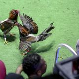 Gobierno se unirá como amigo de la corte para defender las peleas de gallos