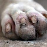 Senado evalúa medida para esterilizar a todas las mascotas del país
