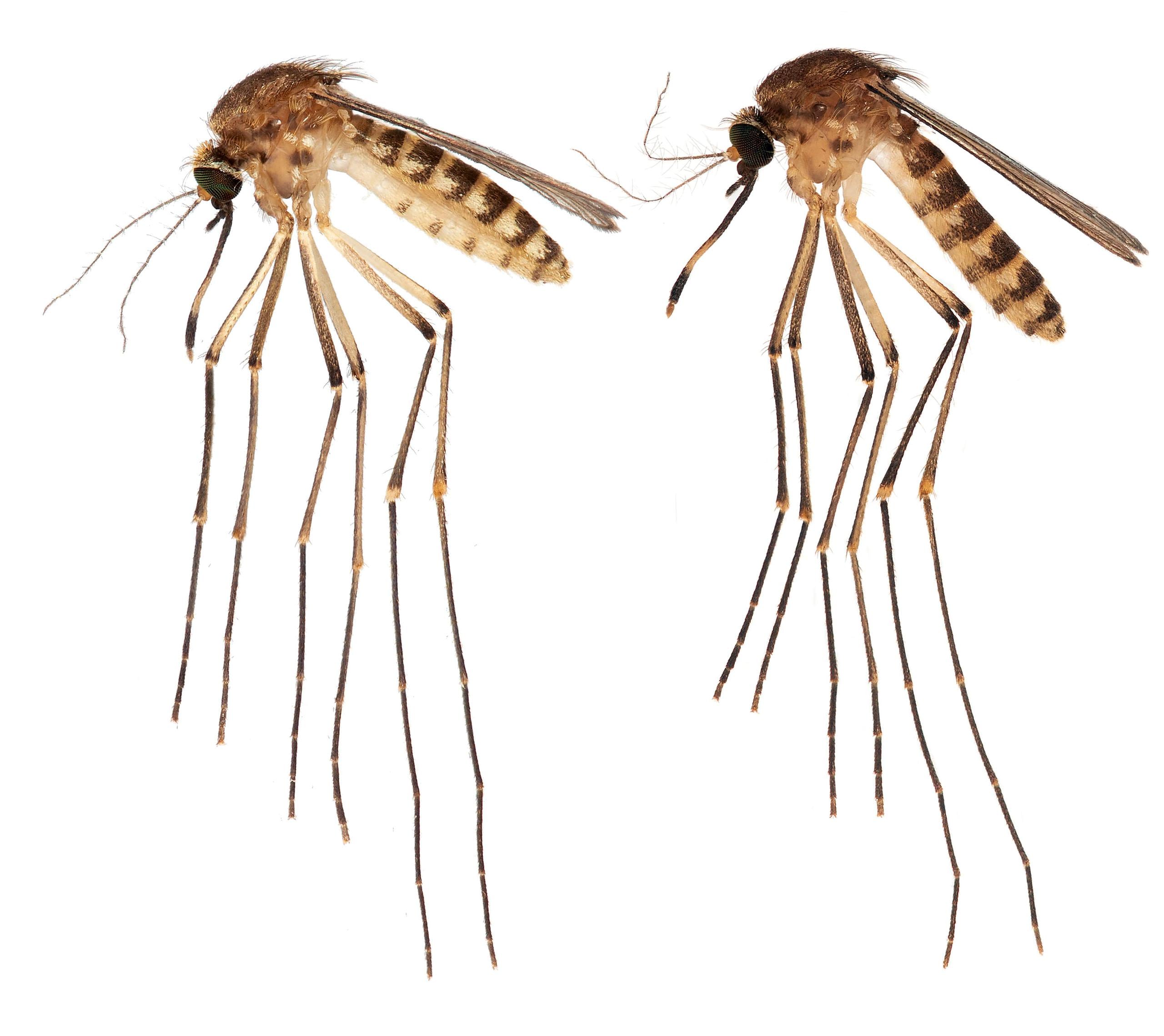 Fotografía cedida este miércoles, 22 de marzo, por la Facultad de Ciencia Agrícolas y de la Vida (IFAS) de la Universidad de Florida (UF) donde aparecen un par de mosquitos Culex lactator recolectados por el biólogo Lawrence Reeves, en el sur de Florida (EE.UU.). EFE/UF IFAS
