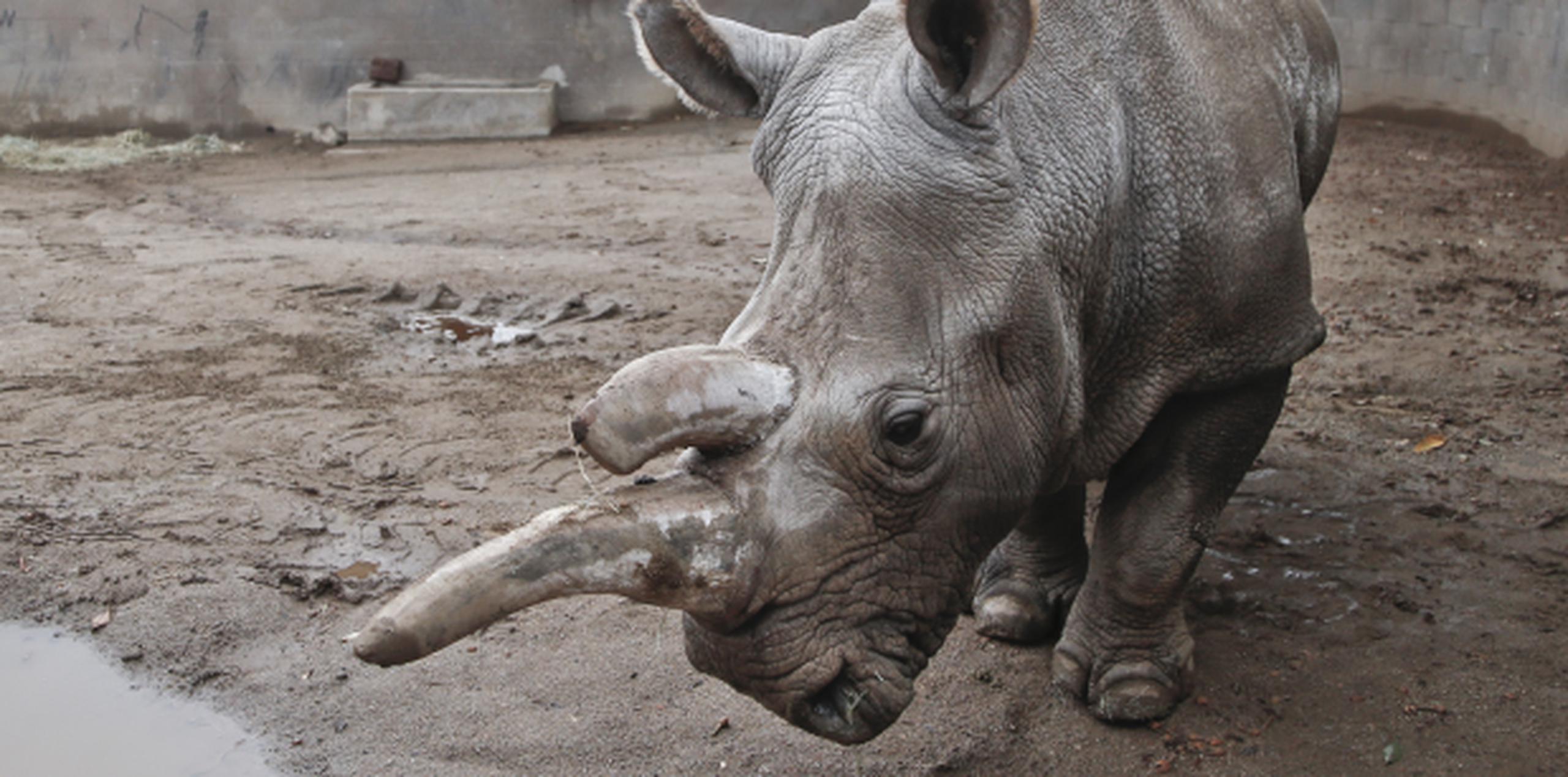 El Zoológico Congelado tiene células de 12 rinocerontes blancos del norte. (AP)