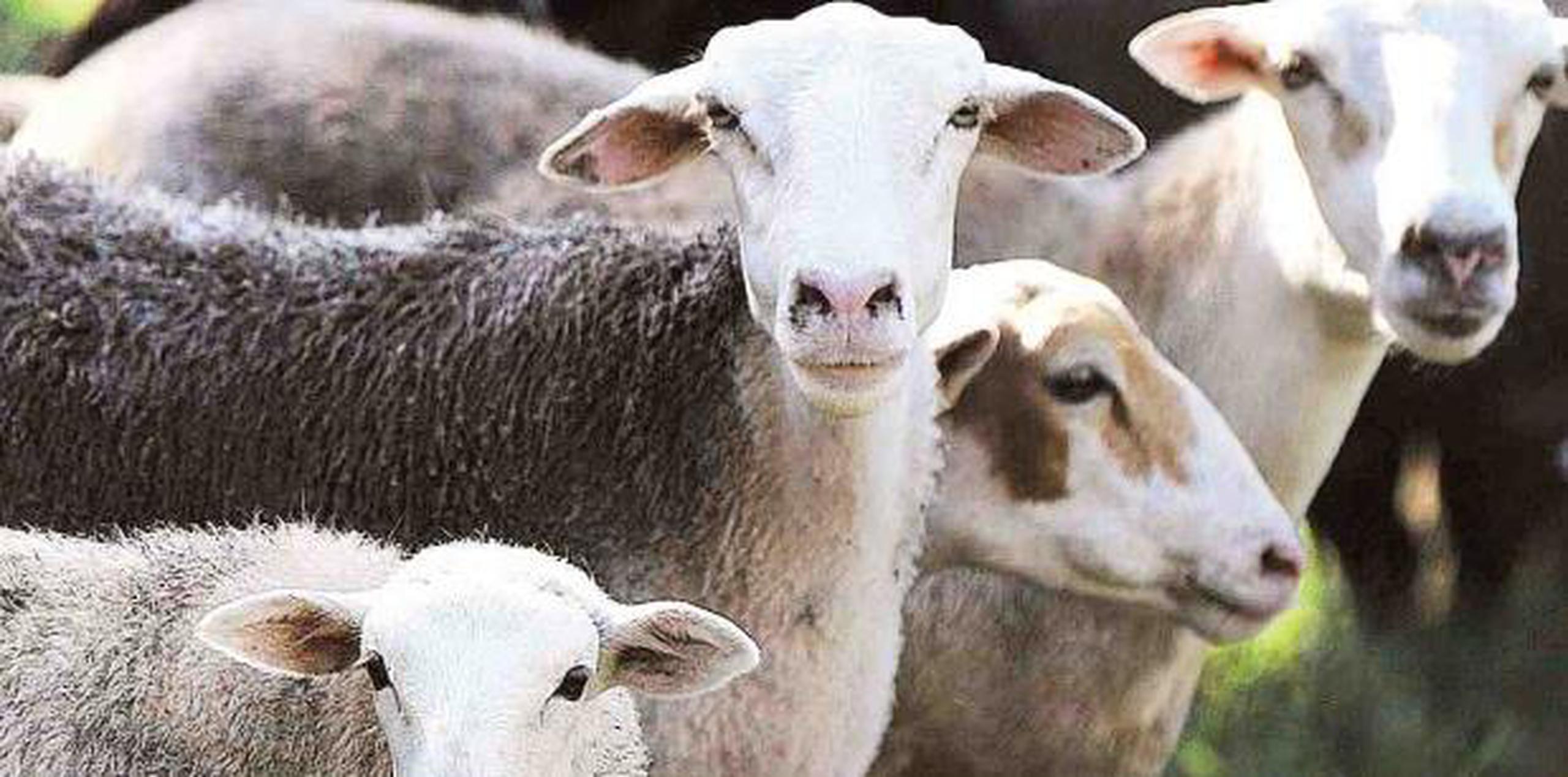 El hurto de las ovejas ocurrió a las 3:32 p.m. del martes en unos terrenos presuntamente pertenecientes a la Autoridad de Tierras. (archivo)