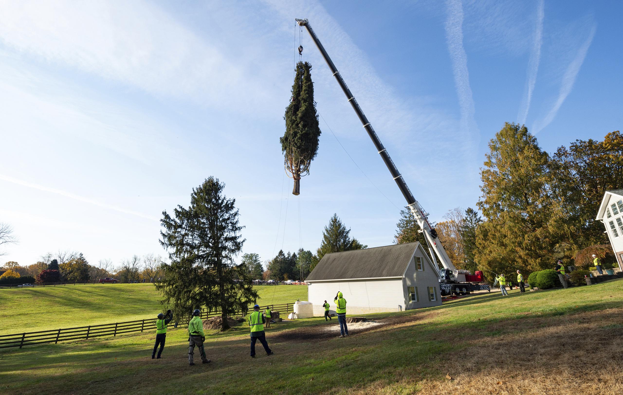 El inmenso árbol fue cortado en la propiedad de una familia de Maryland, que temía que cayera sobre su casa durante una tormenta.