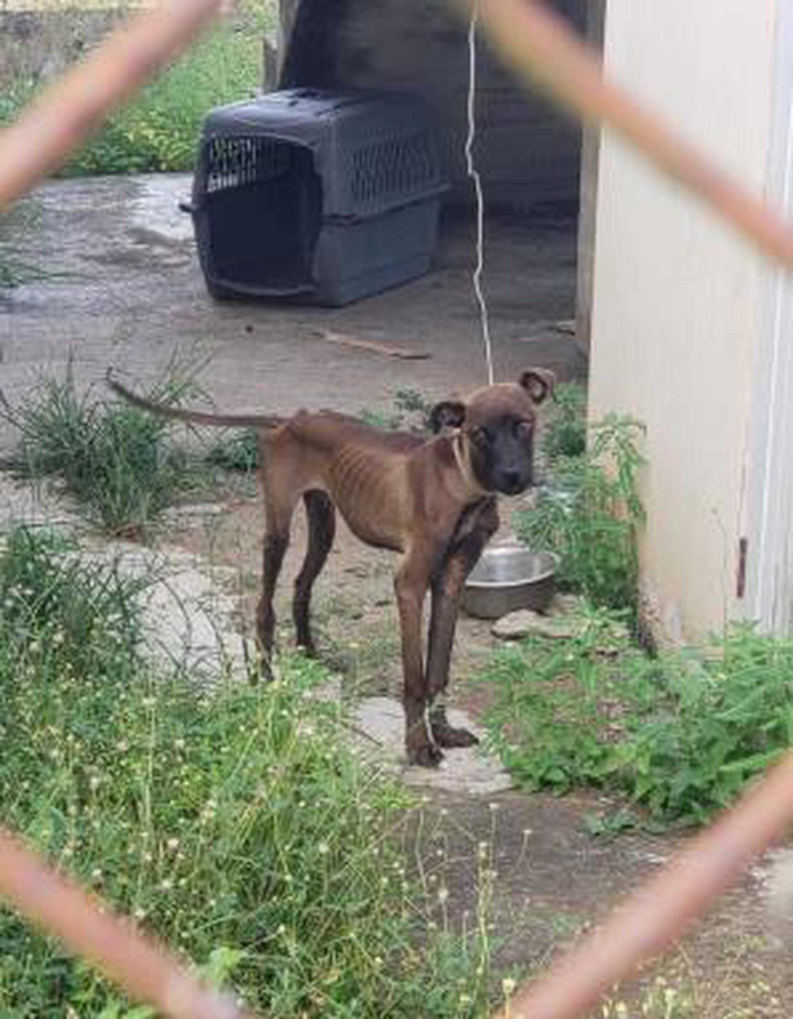 Cargos criminales por mudarse y dejar a su perro amarrado Primera Hora