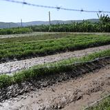 Millonarias las pérdidas para la industria agrícola por la vaguada