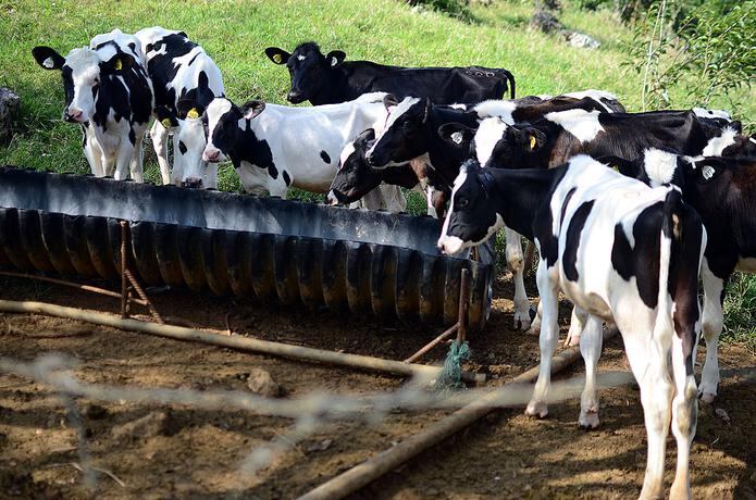 El amoniaco producido en los desechos de las vacas no contribuye directamente al cambio climático, pero cuando se filtra en el suelo, los microbios lo convierten en óxido nitroso, el tercer gas de efecto invernadero más importante después del metano y el dióxido de carbono.