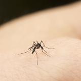 ¡Sí, es cierto! Hay gente dulce para los mosquitos
