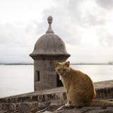 Activistas demandan a agencia federal por plan para retirar a los gatos callejeros del Viejo San Juan