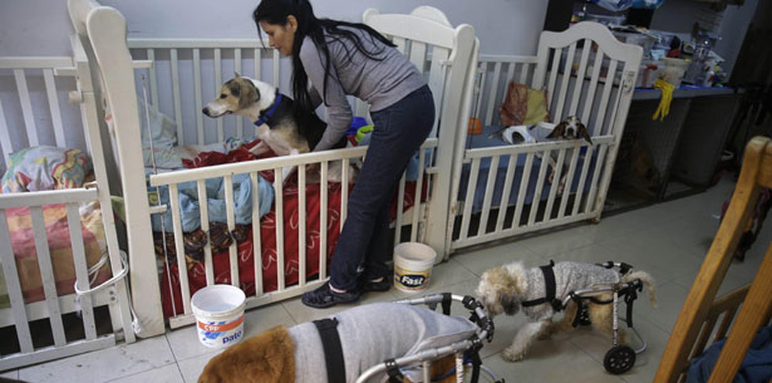 Todos los canes rescatados por esta peruana pertenecen a ese número indeterminado de perros anónimos que sobreviven a diario en las calles de Lima. (AP)