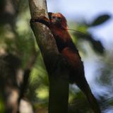 Buscan salvar al mono endémico de Brasil