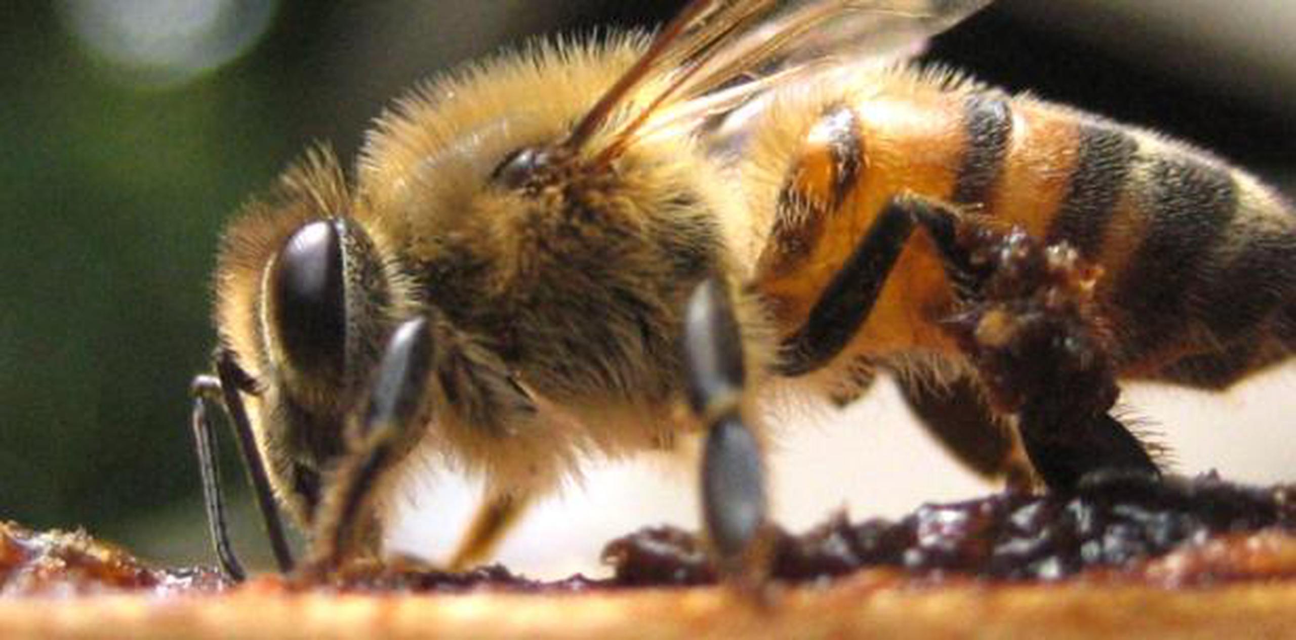 A inicios de año se publicó otro estudio en PLOS One que reportó que la alta tasa de muerte de colonias de abejas en Estados Unidos coincide con reinas malogradas. (Archivo)
