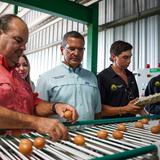 Inauguran granja de huevos a gran escala en Salinas