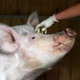 Sacrifican 600 cerdos en Reino Unido por falta de personal