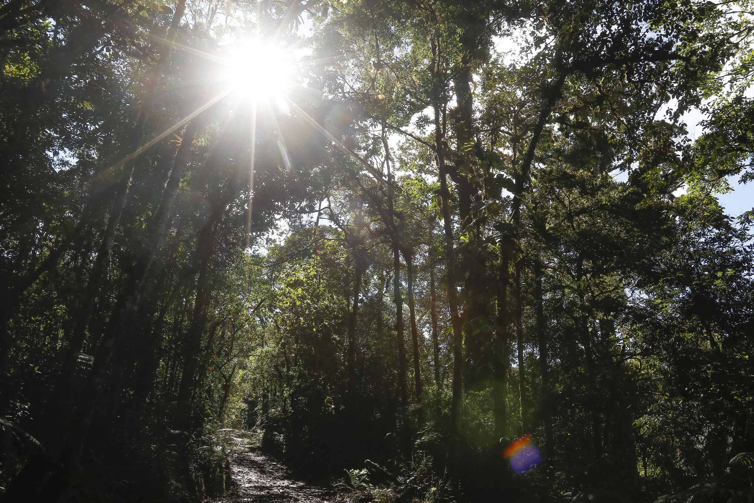 Vista de archivo de un bosque en una reserva natural ubicada en el centro de Costa Rica. EFE/Jeffrey Arguedas
