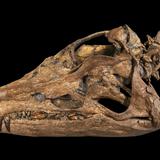 Un cráneo de pliosaurio se exhibe por primera vez en el Reino Unido