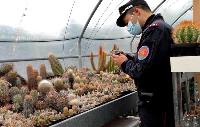 Un carabinero italiano examina cactus en el invernadero de un presunto traficante de cactus ratos en Senigallia, Italia, 6 de febrero de 2020. Un allanamiento condujo a la confiscación de unos 1,000 cactus raros, que han regresado a Chile, su país de origen. (Carabinieri via AP)